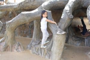 Tips for Visiting San Diego Safari Park