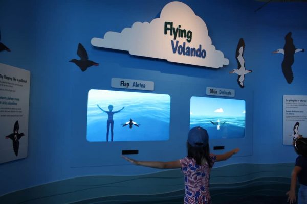 Monterey Bay Aquarium Discount Tickets + Tips for Visiting - Any Tots