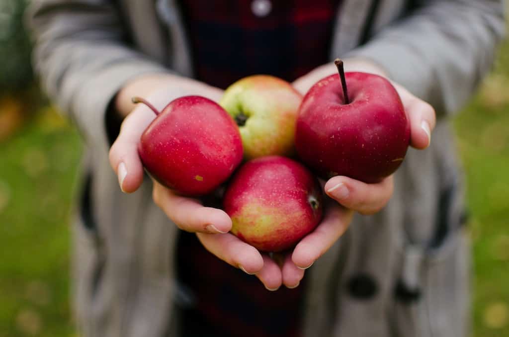 Oak Glen Apple Picking 2023 Guide U pick Farms Cider Donuts Petting