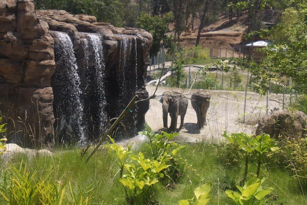 LA Zoo Elephant
